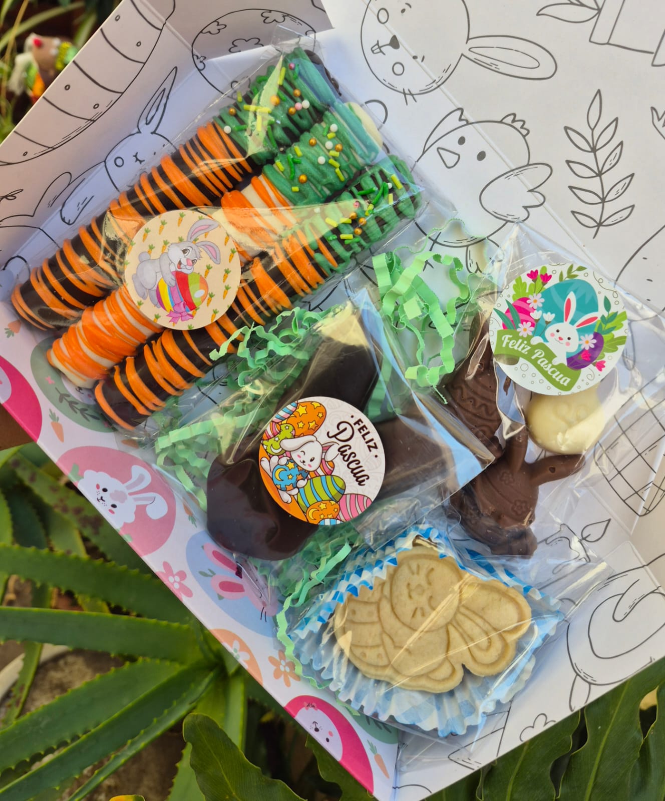 Box Pascua 1
